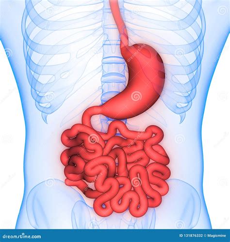 Esquema del sistema digestivo humano con énfasis en el estómago e intestinos