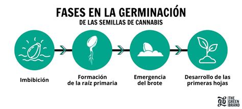 Esquema de las fases de germinación de una semilla: imbibición, activación metabólica y aparición de la radícula.