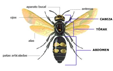 Esquema general de la anatomía de un insecto con cabeza, tórax y abdomen claramente definidos.