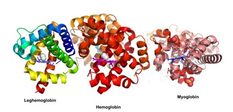 Esquema de la mioglobina y sus reacciones con el oxígeno para formar oximioglobina y metamioglobina
