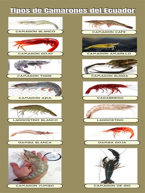 Infografía mostrando diferentes tipos de camarones con sus nombres y características