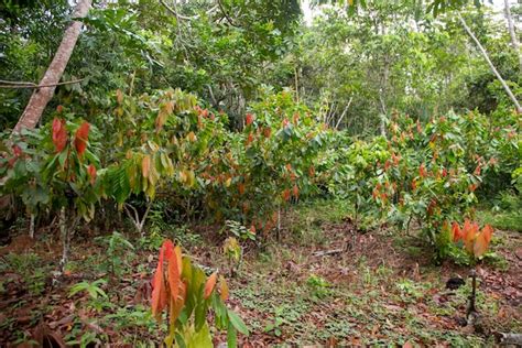 Campo de cultivo de cacao en la selva peruana con agricultores