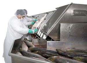 proceso de evisceración de pescado