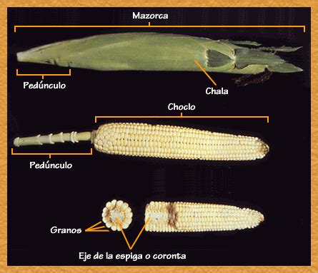 Ilustración de mazorcas de maíz y sus componentes, destacando la coronta.