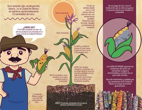Infografía mostrando cómo usar corontas de maíz trituradas como cobertura de suelo para plantas.