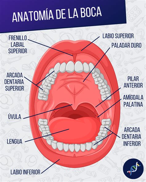 Esquema anatómico de la cavidad bucal, señalando la mejilla interna