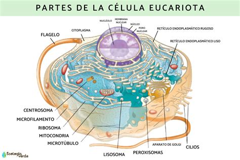 Esquema de una célula eucariota destacando las mitocondrias