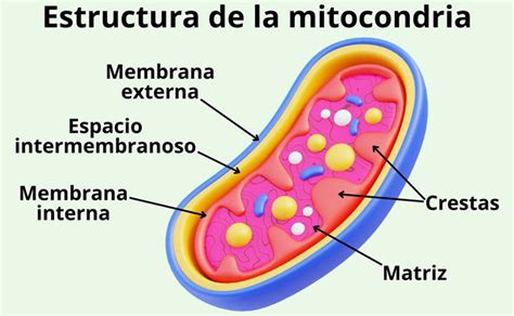 Diagrama de la estructura de una mitocondria con sus membranas y crestas