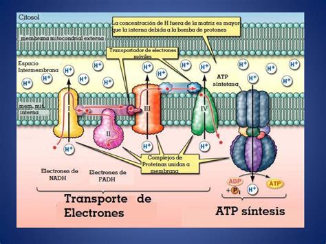 Infografía de la cadena de transporte de electrones y síntesis de ATP en las mitocondrias