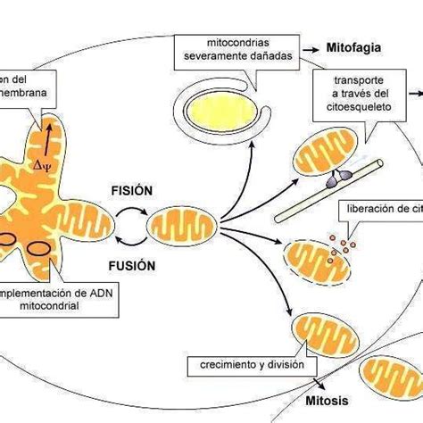 Esquema de la fusión y fisión mitocondrial