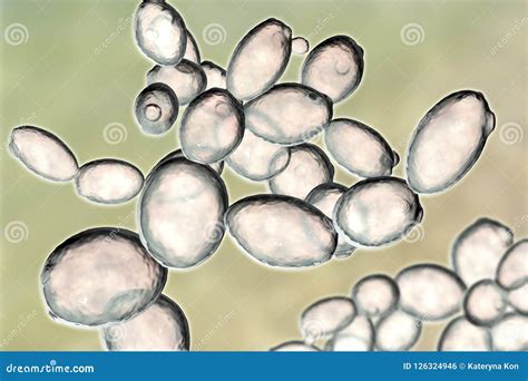 Microfotografía de células de Saccharomyces cerevisiae