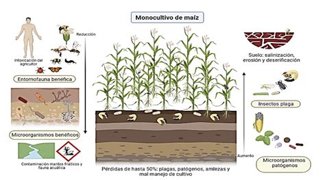Esquema de contaminación de cultivos por patógenos fecales