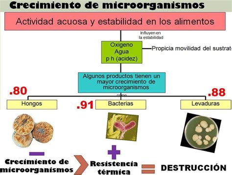 Esquema comparativo que muestra la acción de los conservadores frente al crecimiento de microorganismos en masas de harina.