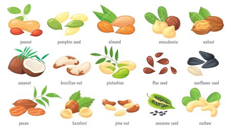 Esquema anatómico de la nuez: involucro, cáscara y semilla (grano).