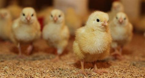Pollitos recién nacidos en un criadero bajo luz cálida