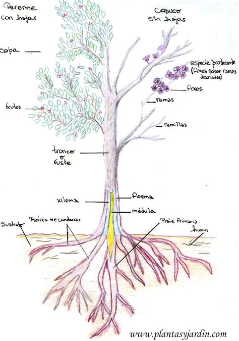 Esquema botánico que muestra la morfología del árbol de membrillo, sus hojas, flores y la estructura del fruto (pomo).