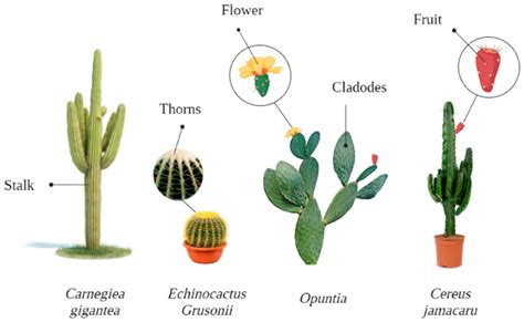 infografía sobre la estructura del cactus destacando el almacenamiento de agua y nutrientes en los cladodios para uso cosmético