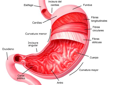 Esquema anatómico del estómago con el revestimiento gástrico inflamado