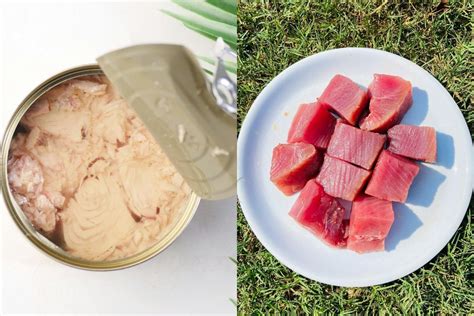 Comparativa visual: atún fresco vs. atún en lata