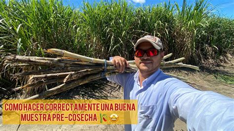 Diagrama de muestreo de pérdidas de precosecha y evaluación de eficiencia de la cosechadora en el lote.