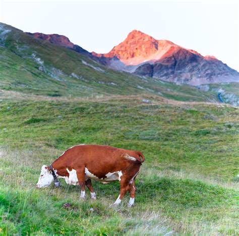 Vaca pastando en los Alpes suizos, fuente de la leche para el Gruyère