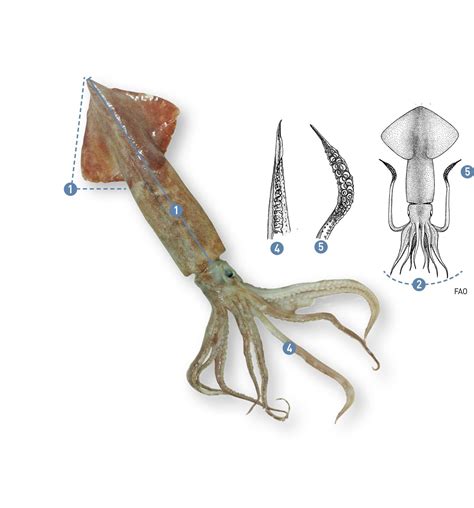 Anatomía de la Jibia (Dosidicus gigas) con cuerpo ancho, aletas laterales y concha interna.