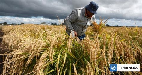 Esquema de las principales problemáticas que enfrenta la producción de arroz en Chile (escasez hídrica, altos costos, dependencia de precios internacionales)