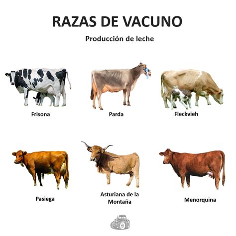 Infografía comparativa que muestra los tres tipos de proteínas: vacuno, pollo y vegetal, con sus iconos representativos.