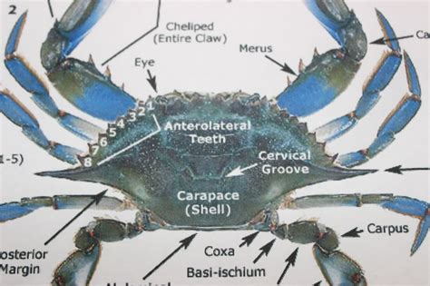 Esquema de la anatomía dorsal de la jaiba azul (Callinectes sapidus) con sus principales partes y apéndices