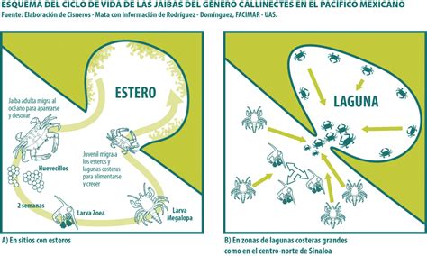 Diagrama del ciclo de vida de la jaiba azul desde huevo hasta adulto