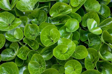 Ilustración botánica o fotografía del Asarum europaeum en su hábitat natural