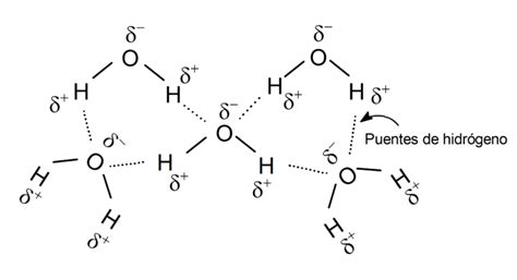 Diagrama de densidad electrónica de una molécula de agua, mostrando δ+ en hidrógeno y δ- en oxígeno