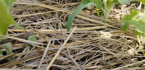 Tabla comparativa del porcentaje de cobertura del suelo con paja de arroz en riego por goteo vs. gravedad