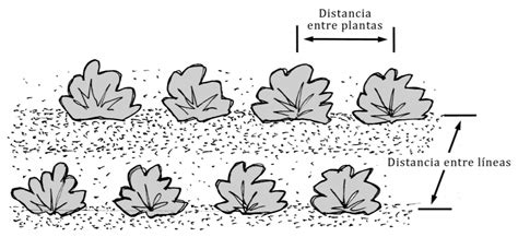 Esquema técnico de siembra que muestra la distancia entre hileras y la colocación de semillas de zapallo camote