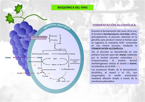 Esquema del proceso de fermentación alcohólica del vino, mostrando la conversión de azúcares en etanol y CO2 por levaduras.