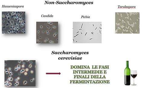 Infografía comparando las características y el rol de las levaduras Saccharomyces y no-Saccharomyces en la vinificación.