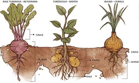 Esquema comparativo de tubérculo, raíz tuberosa y bulbo