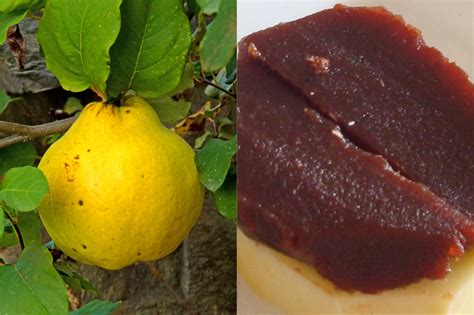 Infografía comparativa: dulce de membrillo regular vs. light (calorías, azúcares)