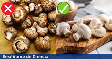 fotografía de champiñones frescos siendo limpiados con un cepillo suave sobre una superficie de madera