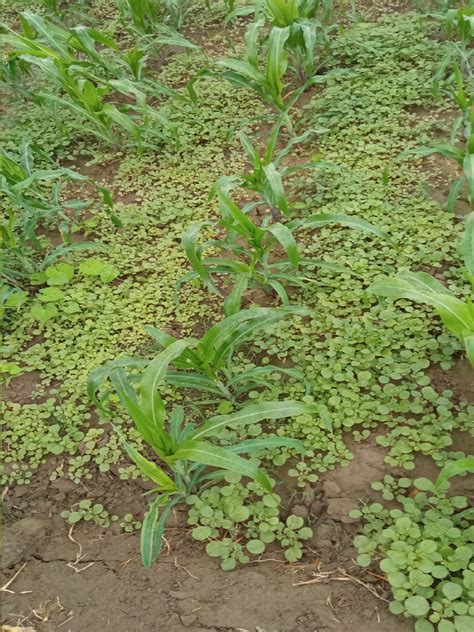 Campo de maíz afectado por malezas con un agricultor observando