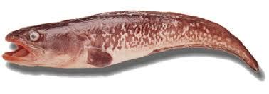 Ilustración de congrio dorado y colorado