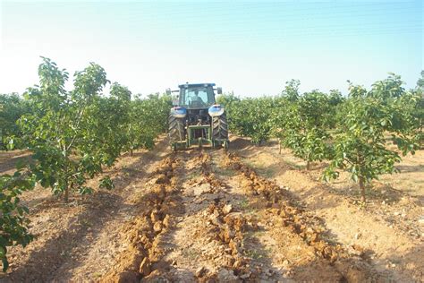Infografía detallando la preparación del terreno con subsolado y camellones para cultivo de frambuesa