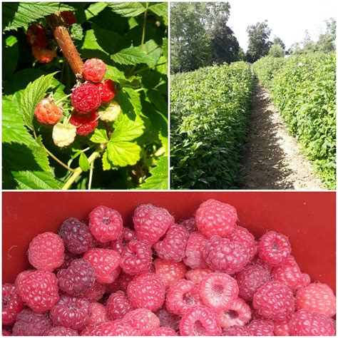 Huerto de frambuesas de 1 año de edad mostrando un marco de plantación adecuado