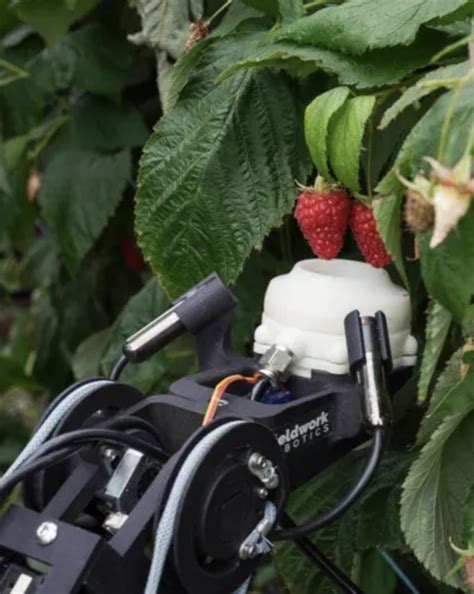 Fotografía de un recolector de frambuesas seleccionando frutos maduros