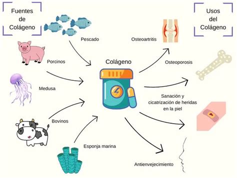 Diagrama mostrando las fuentes de colágeno animal para la gelatina