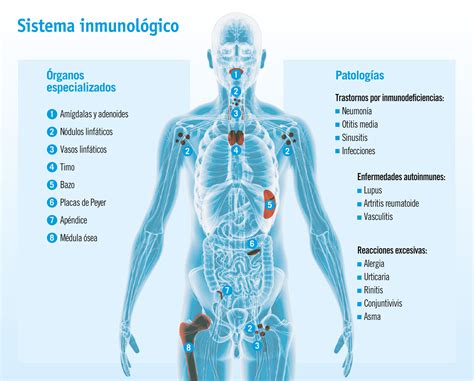Infografía comparativa: mecanismos del sistema inmunitario en alergias vs. mecanismos digestivos en intolerancias.