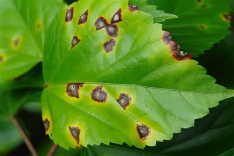 Foto de hojas de brócoli con manchas circulares concéntricas de Alternaria