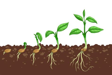 Ilustración de diferentes tipos de plantas de porotos, mostrando el crecimiento arbustivo y el rastrero.