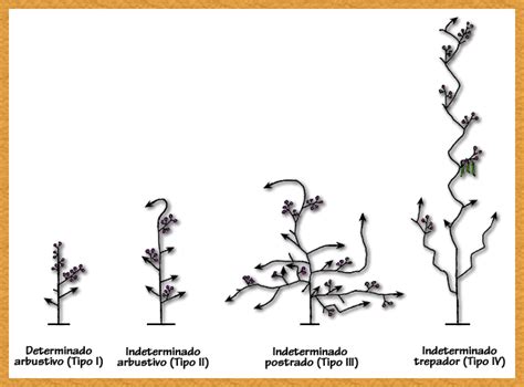 Diagrama comparando el hábito de crecimiento arbustivo de Astro-INIA con el hábito guiador de variedades tradicionales, resaltando la facilidad de cosecha.