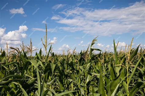 Campo de maíz forrajero listo para ensilado
